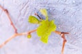 First spring leaves of grapes plant. close up shot of tiny buds. homegardening Royalty Free Stock Photo
