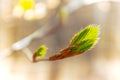 The first spring leaves and sun light, natural background Royalty Free Stock Photo