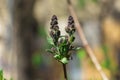 The first spring leaves on the trees. Walk in the park on warm days