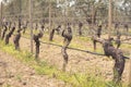 First spring leaves on a trellis vine growing in a spring vineyard
