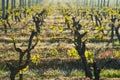 First spring leaves on a trellised vine growing in vineyard