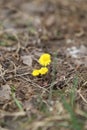 Yellow flower - mother and stepmother