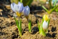 Multicolor flowers in the forest. Multicolor spring flowers in the forest more often