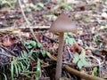 First spring mushrooms