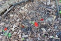 First spring mushrooms Sarcoscypha coccinea, scarlet elfcup, scarlet cup, edible mushrooms growing on the leaf litter in forest in