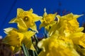 First spring narcissi Royalty Free Stock Photo
