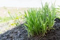 First spring plants. First green grass. Royalty Free Stock Photo