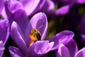 First spring purple crocus flowers. Bee pollinating on purple crocus flower closeup