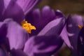 First spring purple crocus flowers. Butterfly pollinating on purple crocus flower closeup