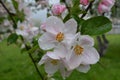 Large apple tree flowers covered with raindrops in spring Royalty Free Stock Photo