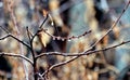 First spring rain, raindrops on bare branches Royalty Free Stock Photo