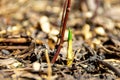 The first spring shoots crawled out of the ground in the first warm days, selective focus Royalty Free Stock Photo