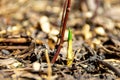 The first spring shoots crawled out of the ground in the first warm days, selective focus