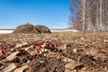 the first spring shoots of grass, snow caked old birch forest ed