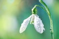 First Spring Snowdrop Flower with Water Drops on Sunny Blurred