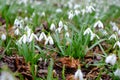 First spring snowdrop flowers background.