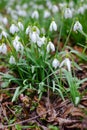 First spring snowdrop flowers. Royalty Free Stock Photo