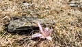 The first spring snowdrop, a piece of wood and dry grass. A small flower symbolizing the beginning of spring Royalty Free Stock Photo