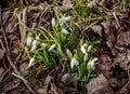 First spring snowdrops Royalty Free Stock Photo