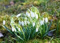 First spring snowdrops flowers