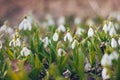 First spring snowdrops flowers fresh and delicate in the forest or meadow field