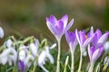 First spring snowdrops flowers and pink crocus blossoms with pollen and nectar for seasonal honey bees in february with white peta Royalty Free Stock Photo