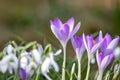 First spring snowdrops flowers and pink crocus blossoms with pollen and nectar for seasonal honey bees in february with white peta Royalty Free Stock Photo