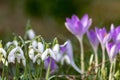 First spring snowdrops flowers and pink crocus blossoms with pollen and nectar for seasonal honey bees in february with white peta Royalty Free Stock Photo