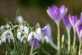 First spring snowdrops flowers and pink crocus blossoms with pollen and nectar for seasonal honey bees in february with white peta Royalty Free Stock Photo