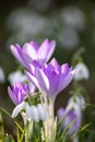 First spring snowdrops flowers and pink crocus blossoms with pollen and nectar for seasonal honey bees in february with white peta Royalty Free Stock Photo