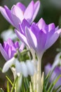 First spring snowdrops flowers and pink crocus blossoms with pollen and nectar for seasonal honey bees in february with white peta Royalty Free Stock Photo