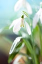 First Spring Snowdrops Flowers with Water Drops in Gadern