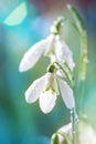 First Spring Snowdrops Flowers with Water Drops in Gadern