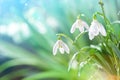 First Spring Snowdrops Flowers with Water Drops in Gadern