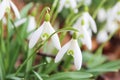 First SPRING SNOWDROPS in 2020 Royalty Free Stock Photo