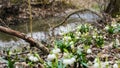 The first spring snowflake flowers also called loddon lily or leucojum vernum on the river bank. Spring blooming flowers