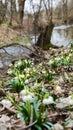 The first spring snowflake flowers also called loddon lily or leucojum vernum on the river bank. Spring blooming flowers