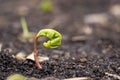 The first spring sprout on the ground Royalty Free Stock Photo