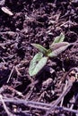 First spring sprouts of sage plant growing on background of black earth Royalty Free Stock Photo