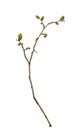 The first spring twig with small leaves and buds isolated on white Royalty Free Stock Photo