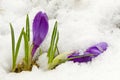 First spring crocus flower on snow Royalty Free Stock Photo
