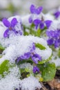 First spring violets flowers under snow Royalty Free Stock Photo