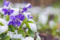 First spring violets flowers under snow Royalty Free Stock Photo