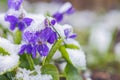 First spring violets flowers under snow Royalty Free Stock Photo