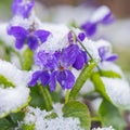 First spring violets flowers under snow Royalty Free Stock Photo