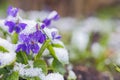 First spring violets flowers under snow Royalty Free Stock Photo