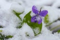 First spring violets flowers under snow Royalty Free Stock Photo