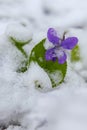 First spring violets flowers under snow Royalty Free Stock Photo