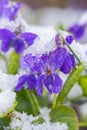 First spring violets flowers under snow Royalty Free Stock Photo
