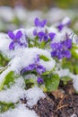 First spring violets flowers under snow Royalty Free Stock Photo